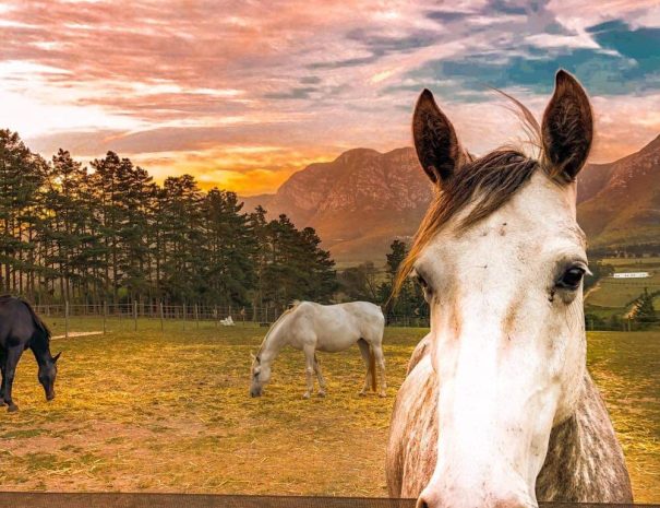 hemel-en-aarde-farm-Mox-2