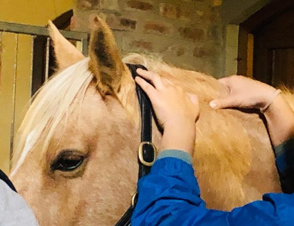 hemel-en-aarde-farm-cooper-2