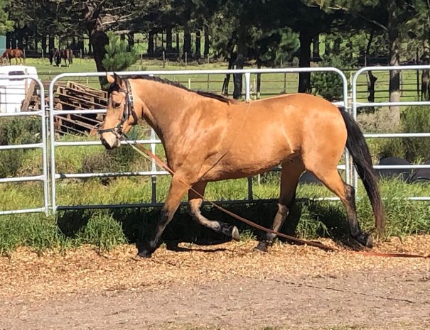 hemel-en-aarde-farm-gaia-2