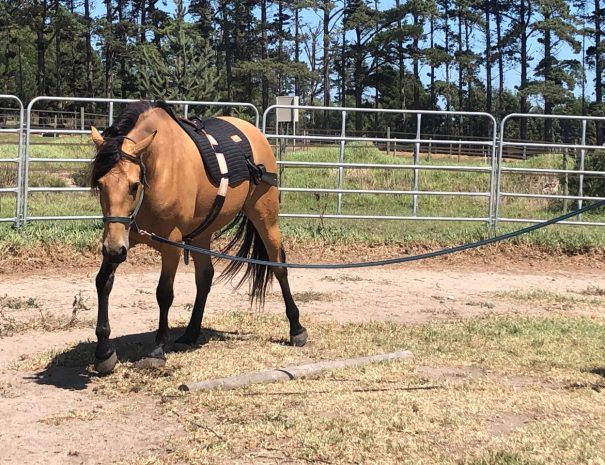 hemel-en-aarde-farm-gaia
