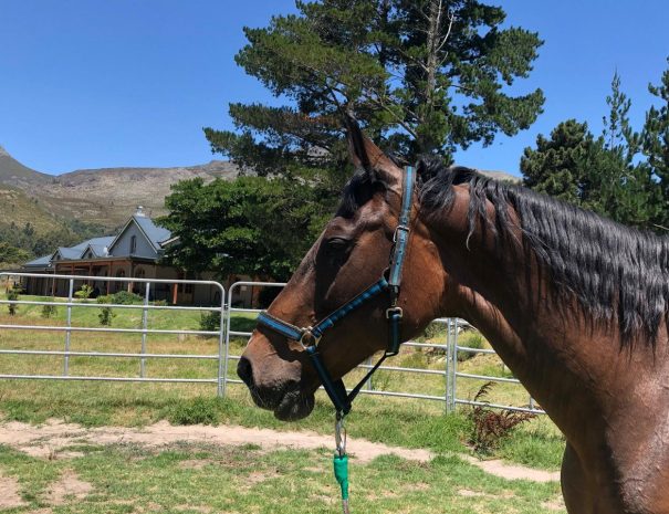 hemel-en-aarde-farm-zwoel-3