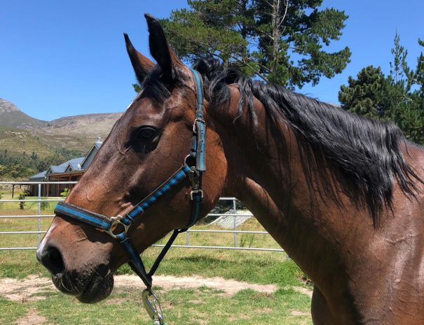 hemel-en-aarde-farm-zwoel